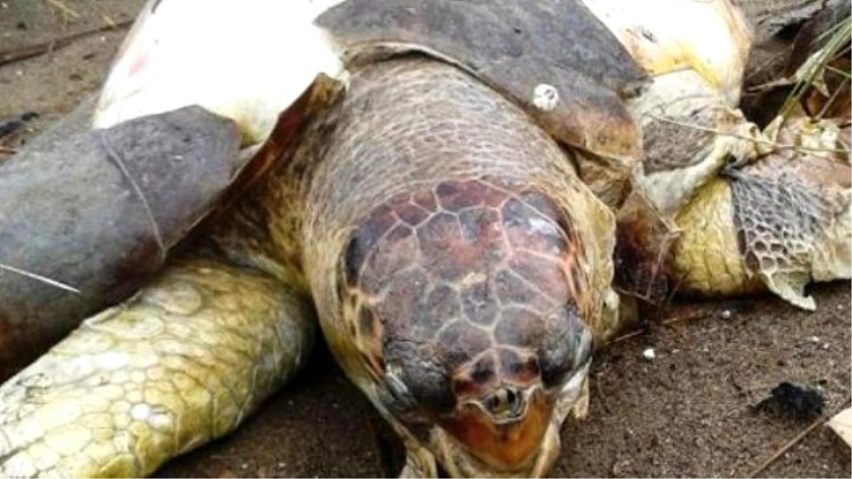 Karacabey Longoz Ormanlarında Ölü "Caretta Caretta" Bulundu