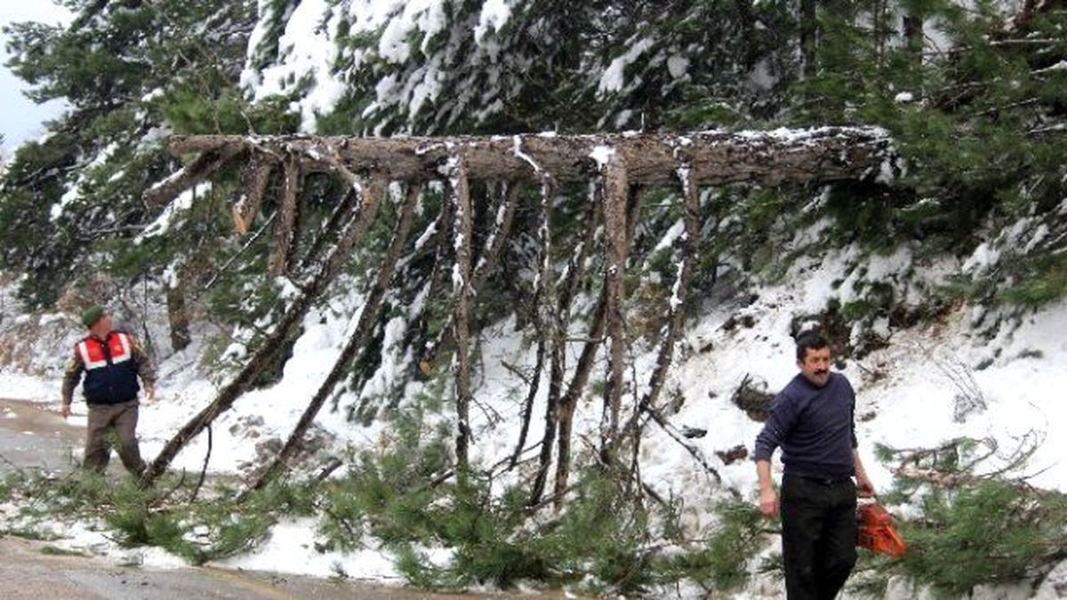 Kardan Dolayı Devrilen Ağaç Uludağ Yolunu Kapattı
