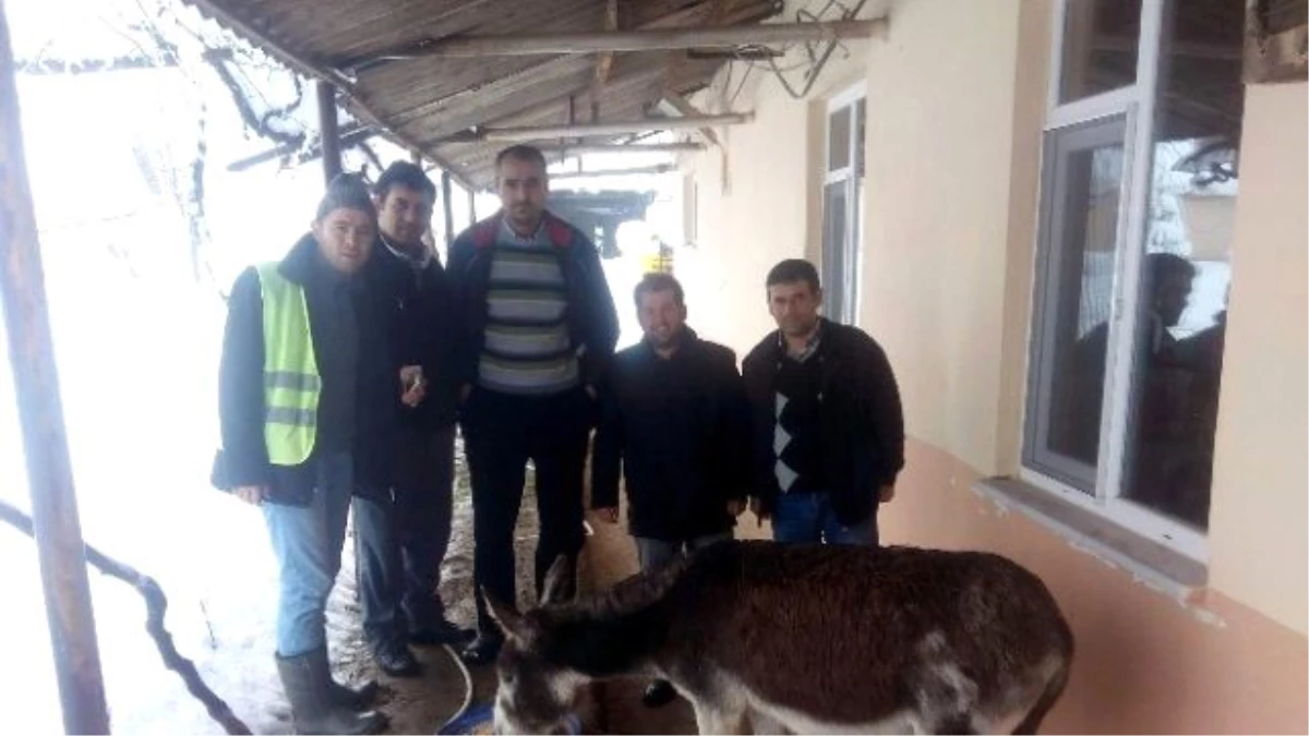 Maden İşçileri Karda Perişan Olan Eşeğe Sahip Çıktı