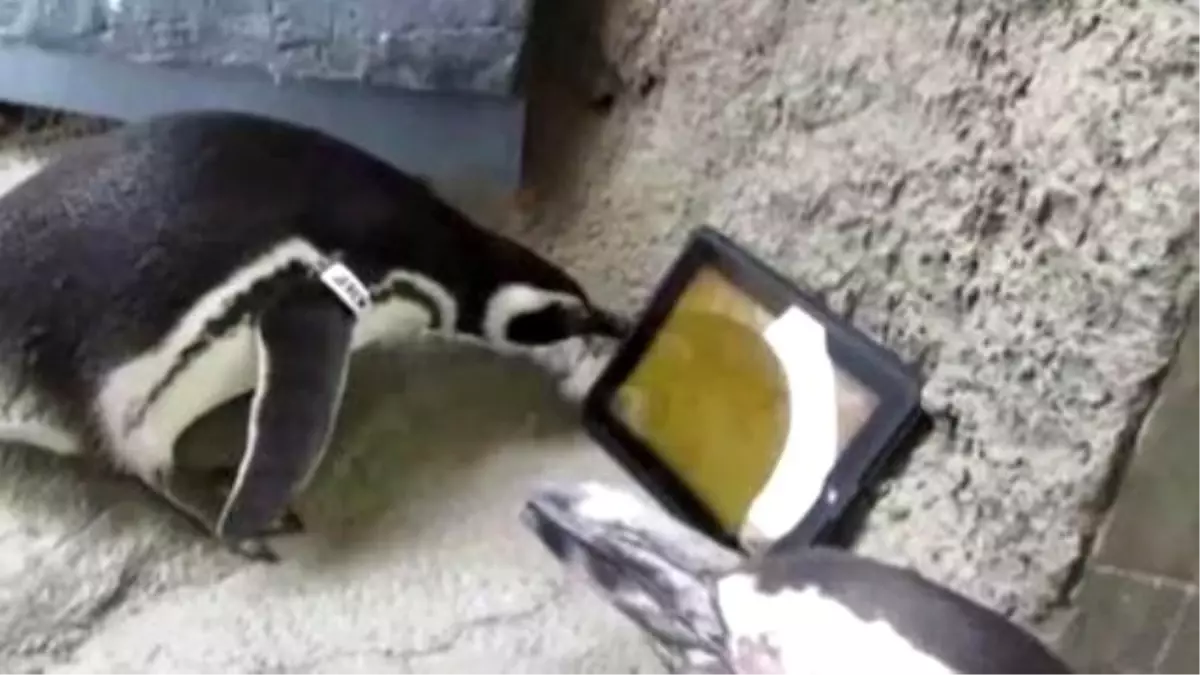 Penguins Adorably Play With İpads