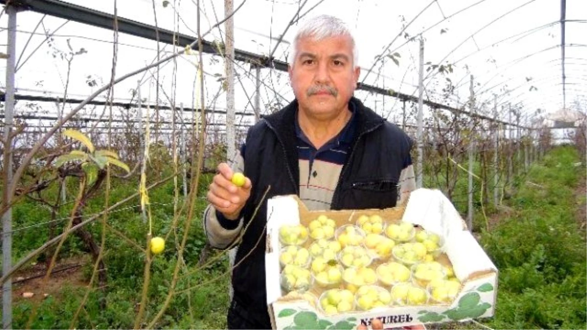 Silifke\'de Kış Vakti Can Eriği Hasadı Yapıldı