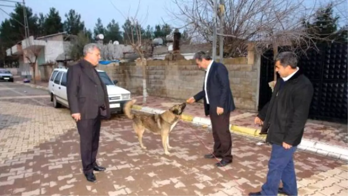 Ters Bacaklı Sahipsiz Köpek, Ameliyat Olacak!