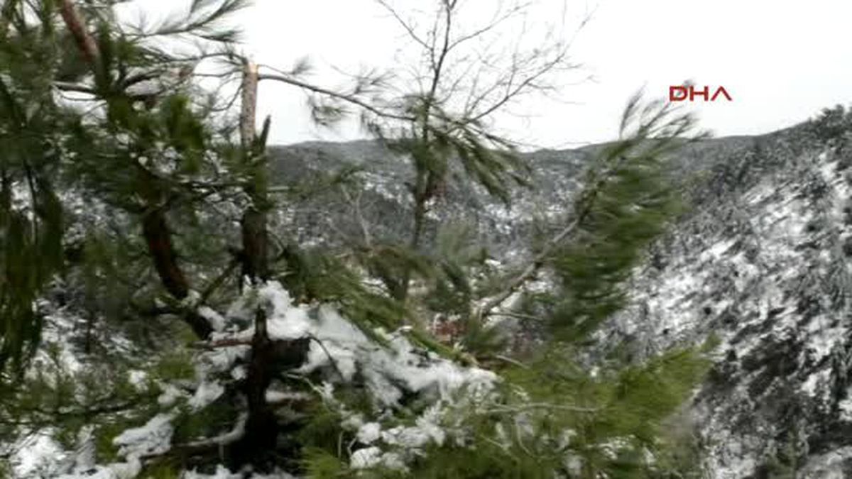 Turgutlu Soğuk Hava Ağaçları Vurdu