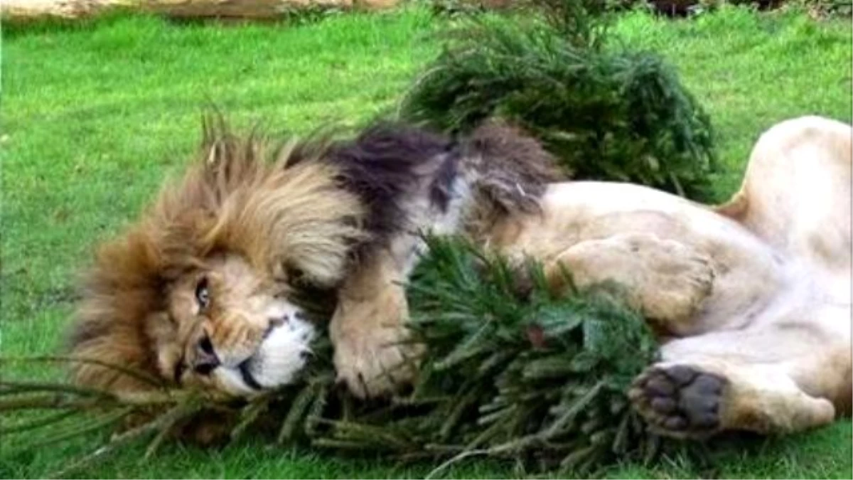 Used Christmas Trees Are Like Catnip For Zoo Lions