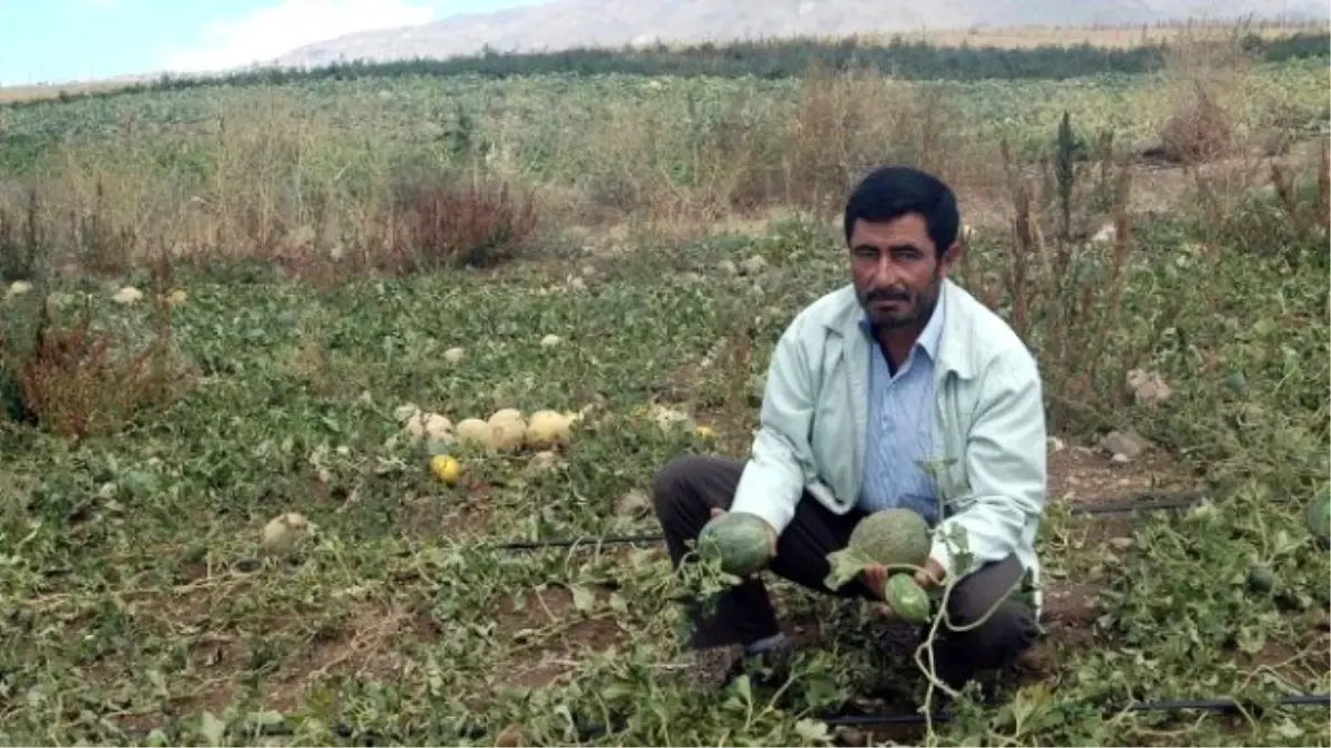 Eskişehir\'de Kar Yağışı Tarım Alanlarına Zarar Verdi