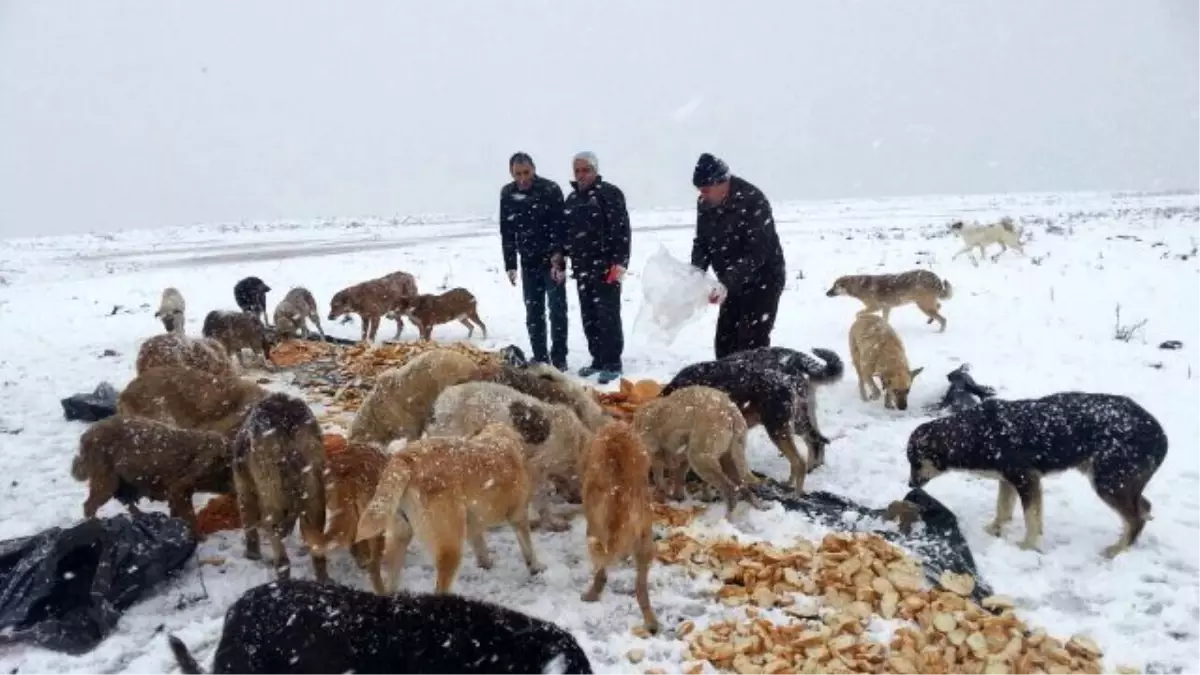 Gebze\'de, Sokak Hayvanları Unutulmadı