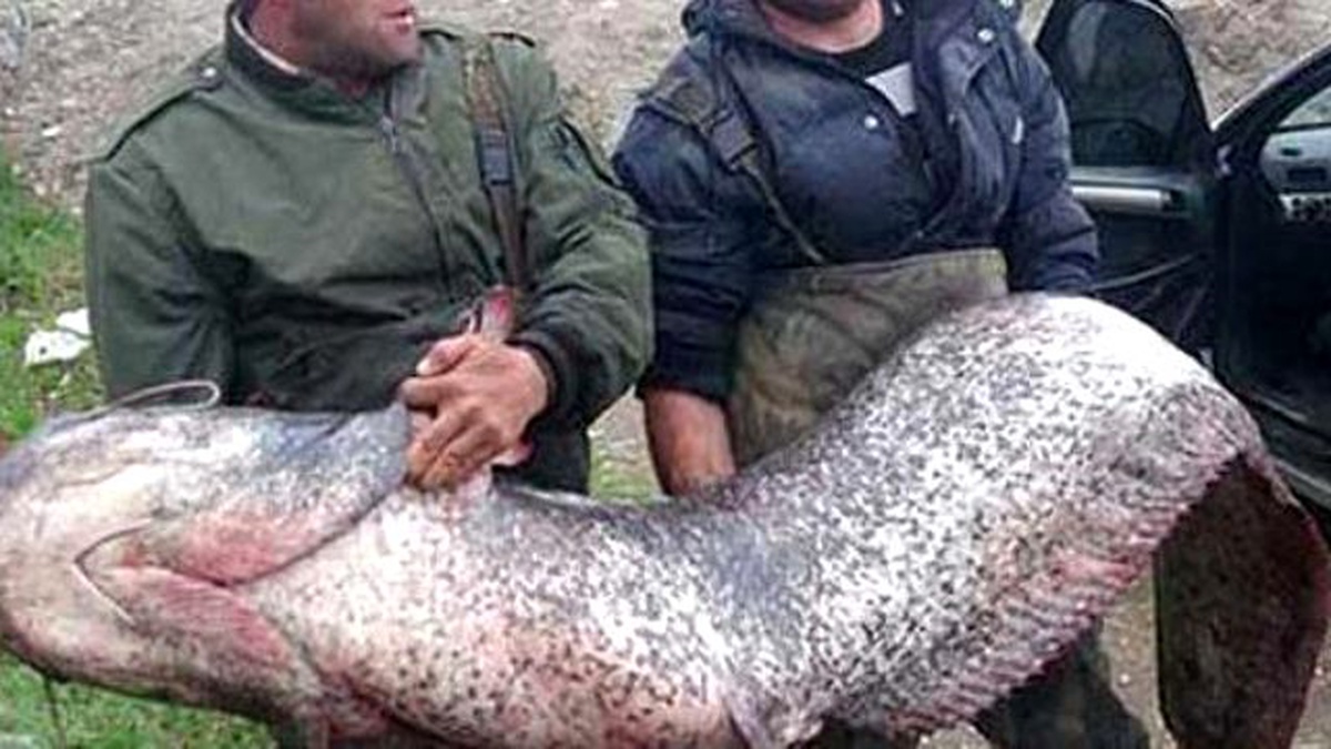 İznik Gölünde 30 Kiloluk Yayın Yakalandı