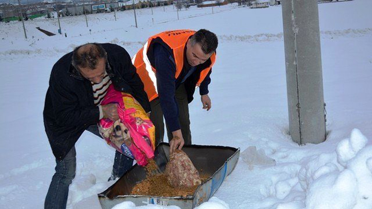 Tavşanlı Belediyesi\'nden Yiyecek Bulamayan Sahipsiz Hayvanlara Yardım