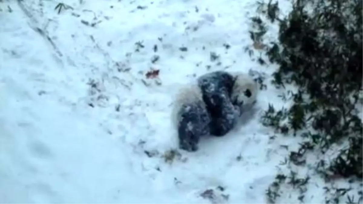 Bao Bao The Giant Panda Cub Has Her First Snowday - Son Dakika
