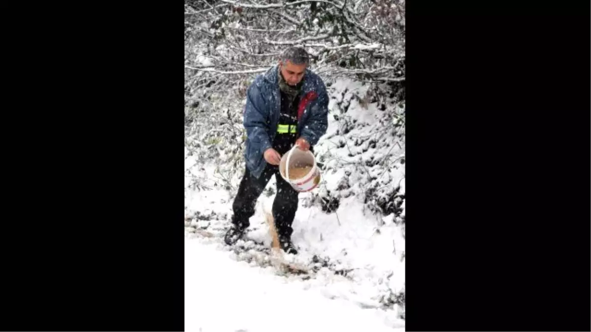 Bartın\'da Yaban Hayvanları İçin Doğaya Yem Bırakıldı