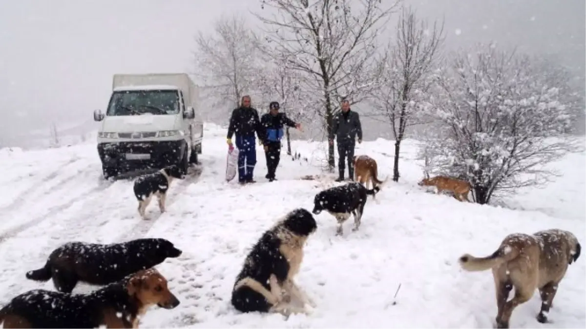 Kartepe Zabıtası Sahipsiz Sokak Hayvanlarını Unutmadı