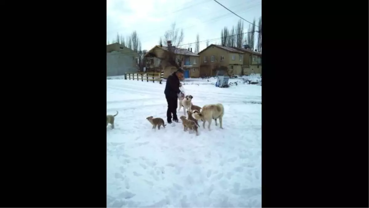 Köpekler Fırıncıyı Bekliyor