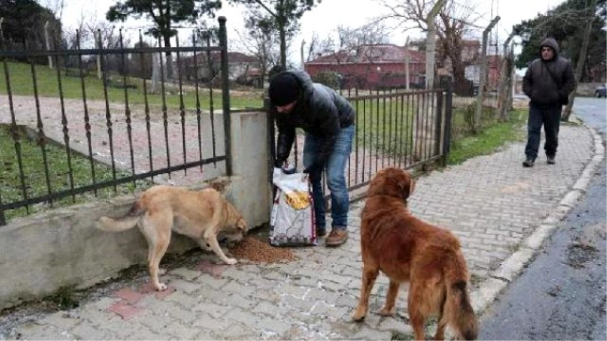 Sarıyer\'de Aç Kalan Sokak Hayvanlarına Mama Yardımı