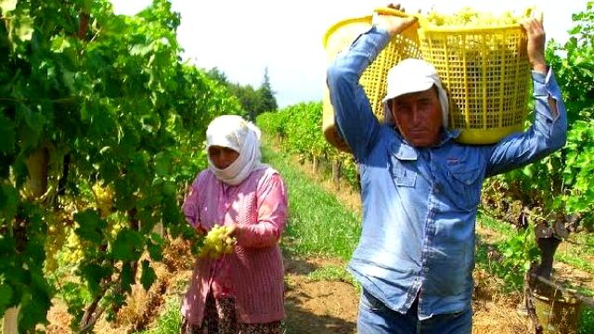 Alaşehir\'den 2014\'te 280 Milyon Liralık Üzüm İhracatı