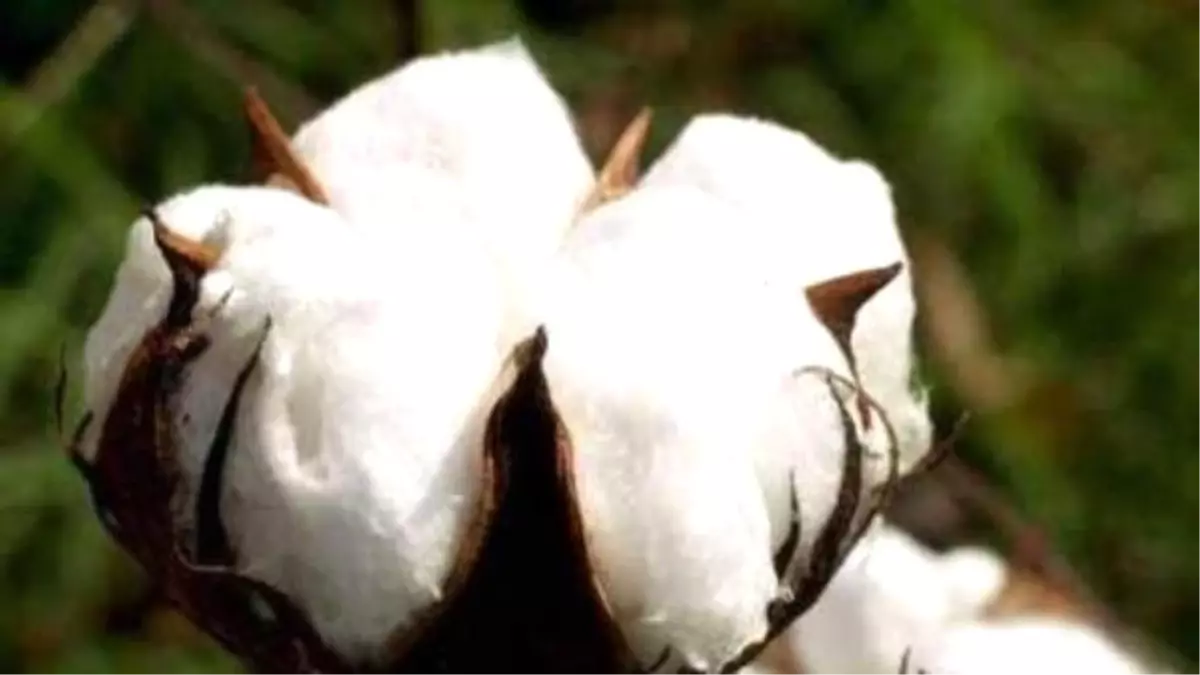 Şanlıurfa Ticaret Borsası