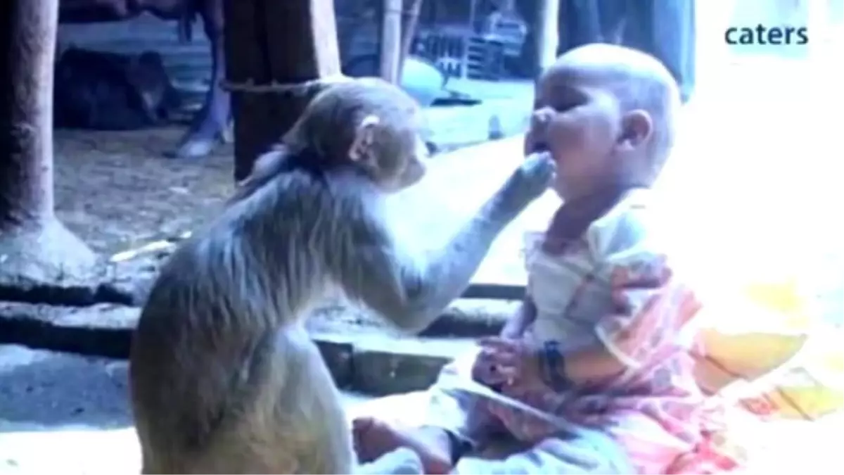 Eve Gelen Maymun, 'Kalıcı' Oldu