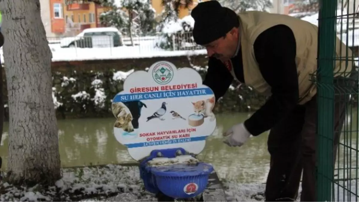 Giresun Belediyesi Kara Kışta Sokak Hayvanlarını Unutmadı