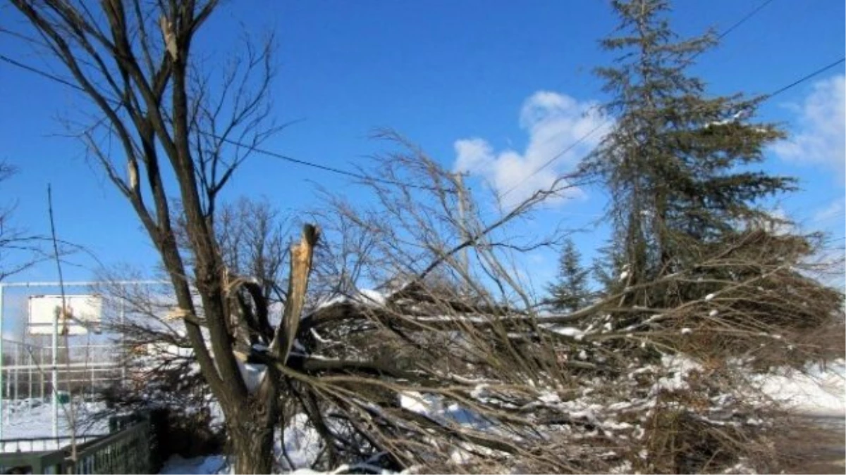 Hisarcık\'taki Yoğun Kar Ağaçlara Zarar Verdi