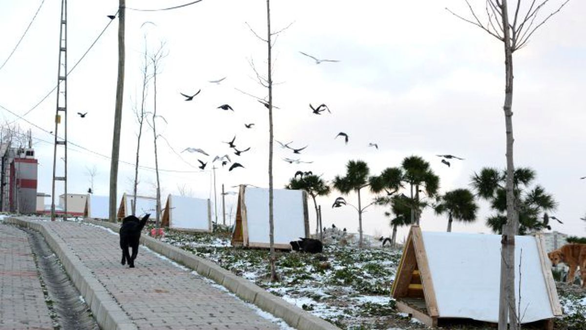 Karda Sokak Hayvanları Unutulmadı