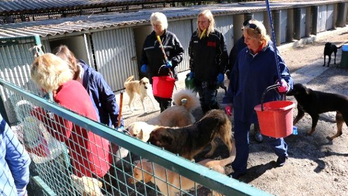 Köpek Ölümlerinin Yaşandığı Hayvan Barınağını İngilizler Temizledi