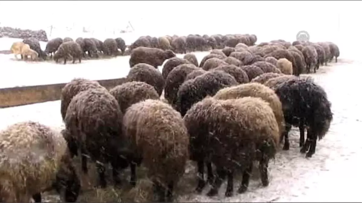 Koyunları Kar Altında Yemliyorlar