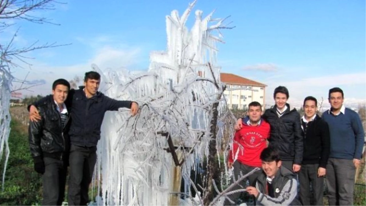 Alaşehir\'de Ağaçlar Buz Kesti