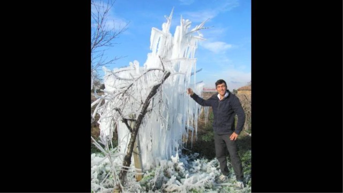 Buz Ağaç Heykeli