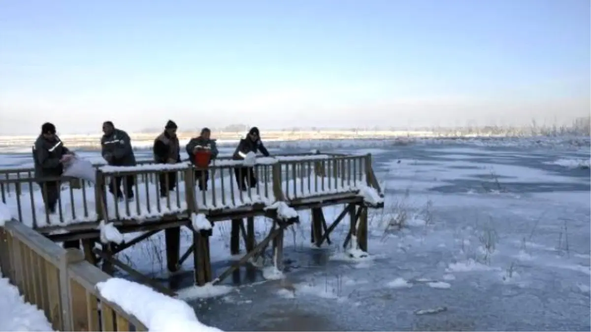 Düzce\'de Yabani Hayvanlar İçin Doğaya Yem Bırakıldı