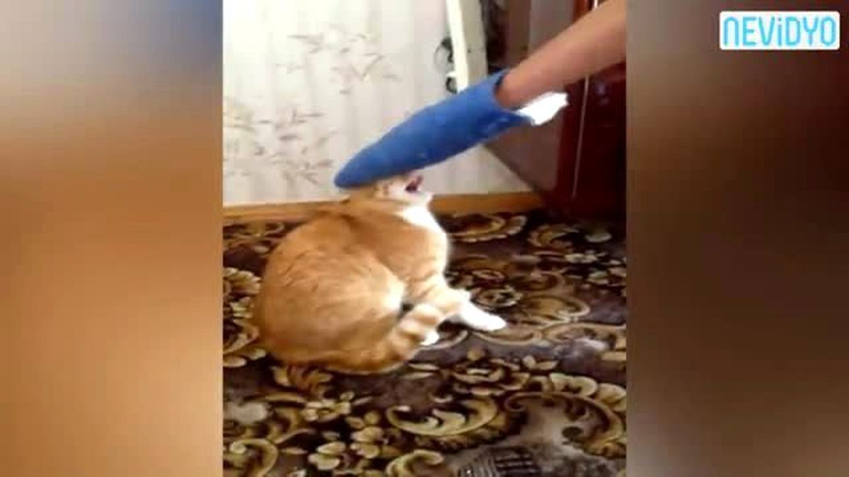 Kediyi O Kadar Sinirlendirdi Ki...