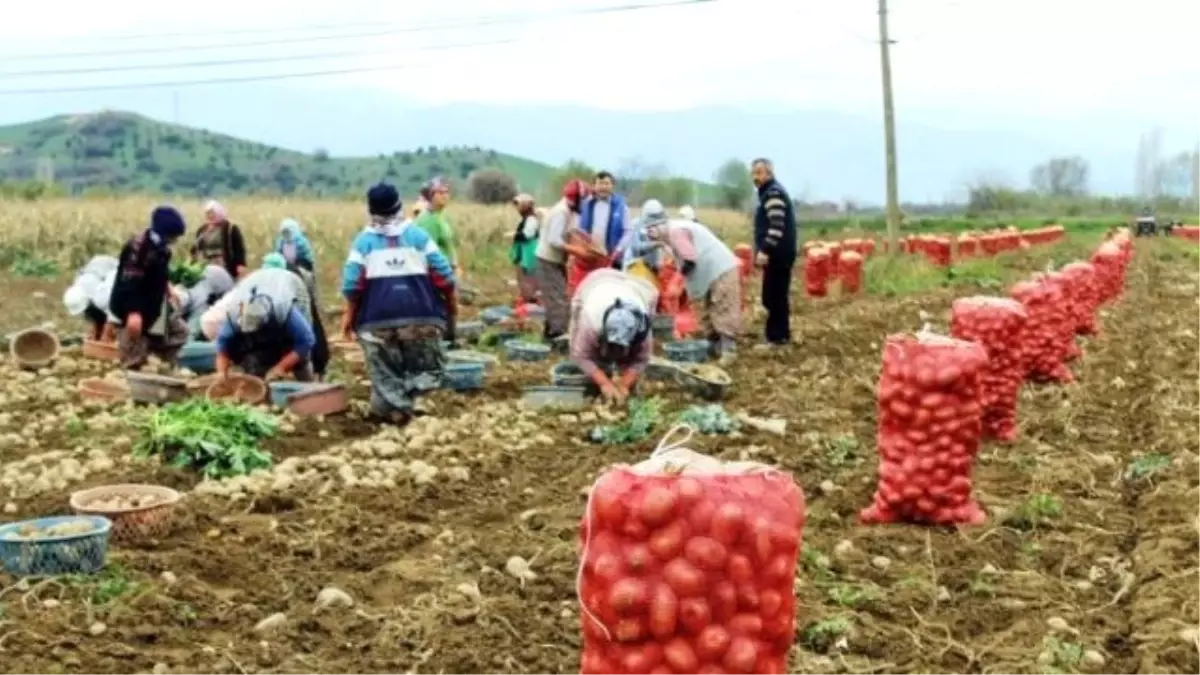 Soğuk Hava Üreticilerin Hasadını Yavaşlattı