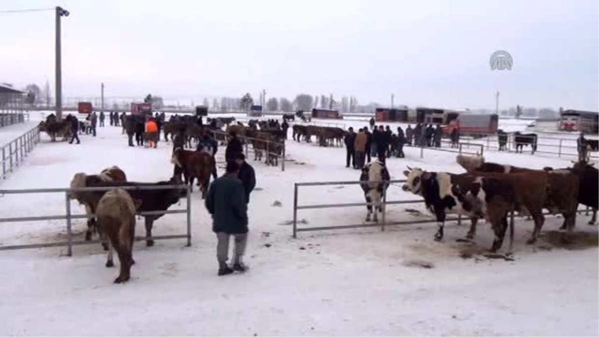 Soğuk Hava Hayvan Pazarını Olumsuz Etkiledi