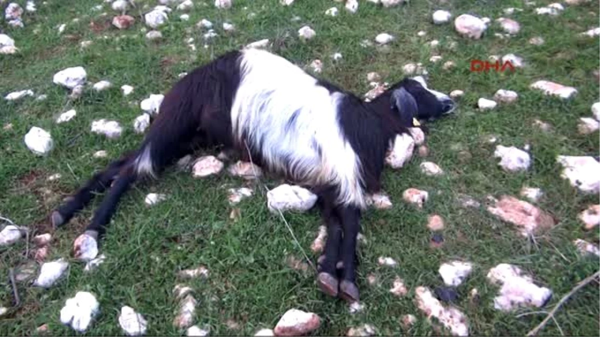 Antalya Keçiler Zehirlenerek Öldü İddiası