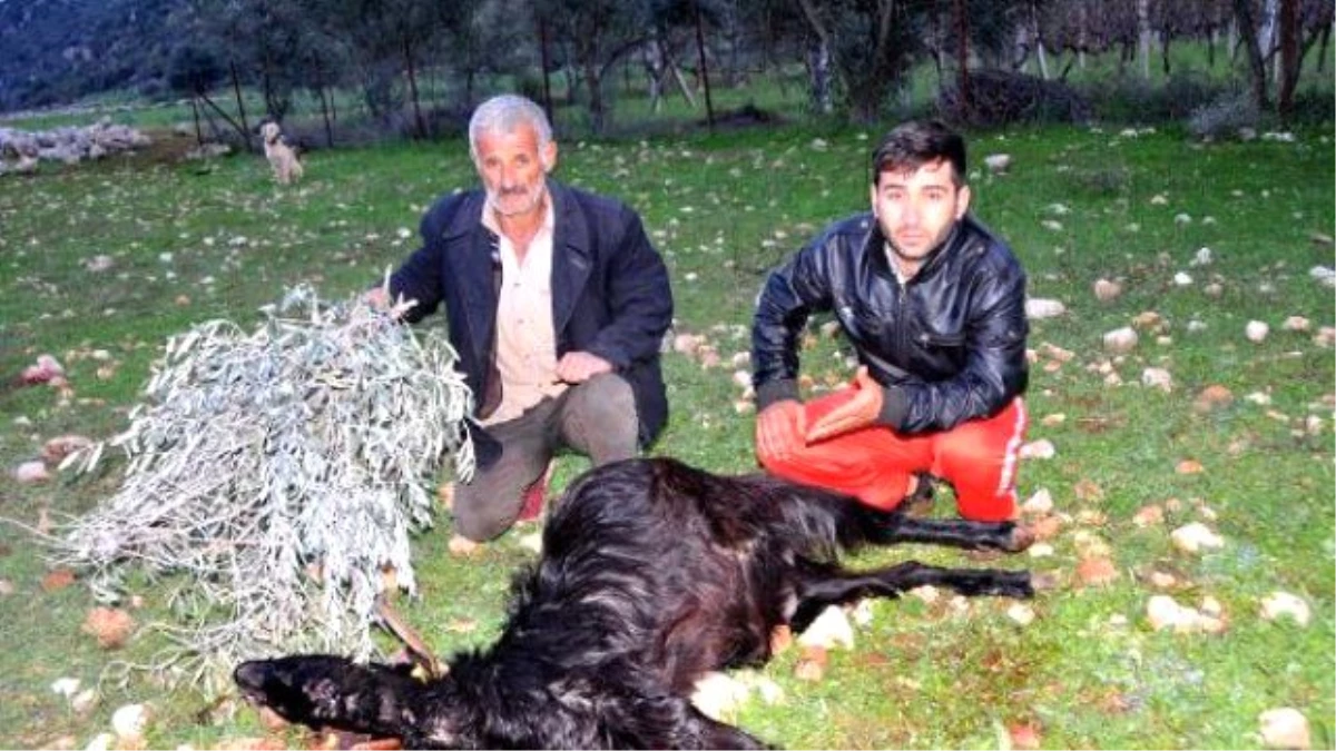 Keçiler Zehirlenerek Öldü İddiası