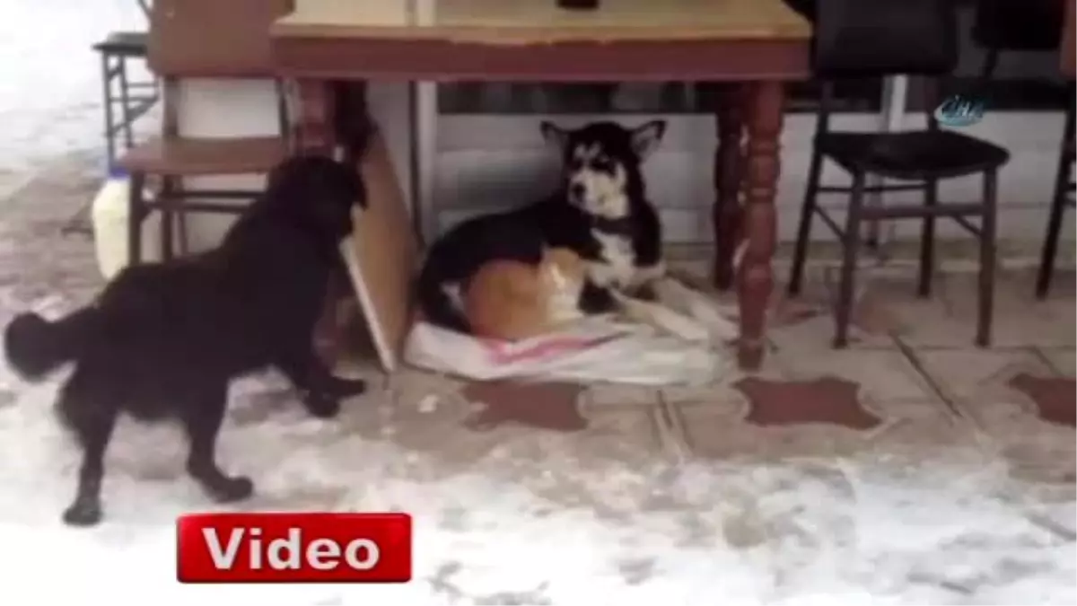 Kedi ile Köpeğin Dostluğu Görenleri Şaşırtıyor