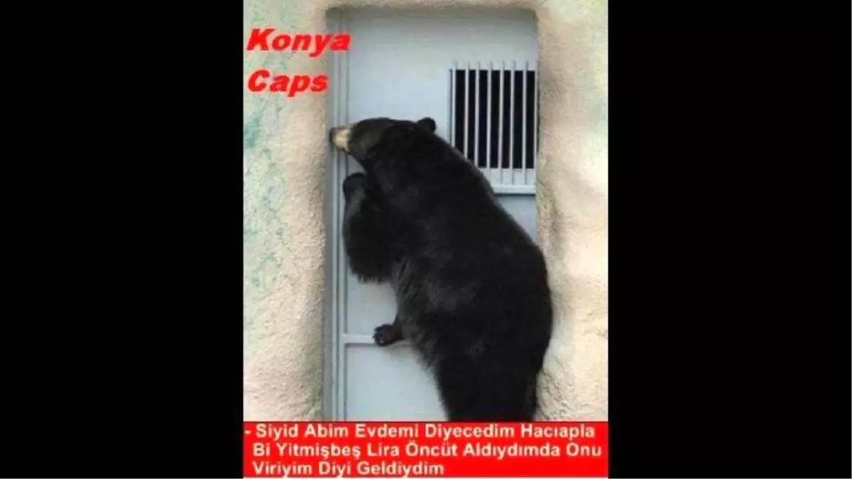 Konya\'da, \'Yerleşim Yerine Ayı İndi\' İhbarı Asılsız Çıktı