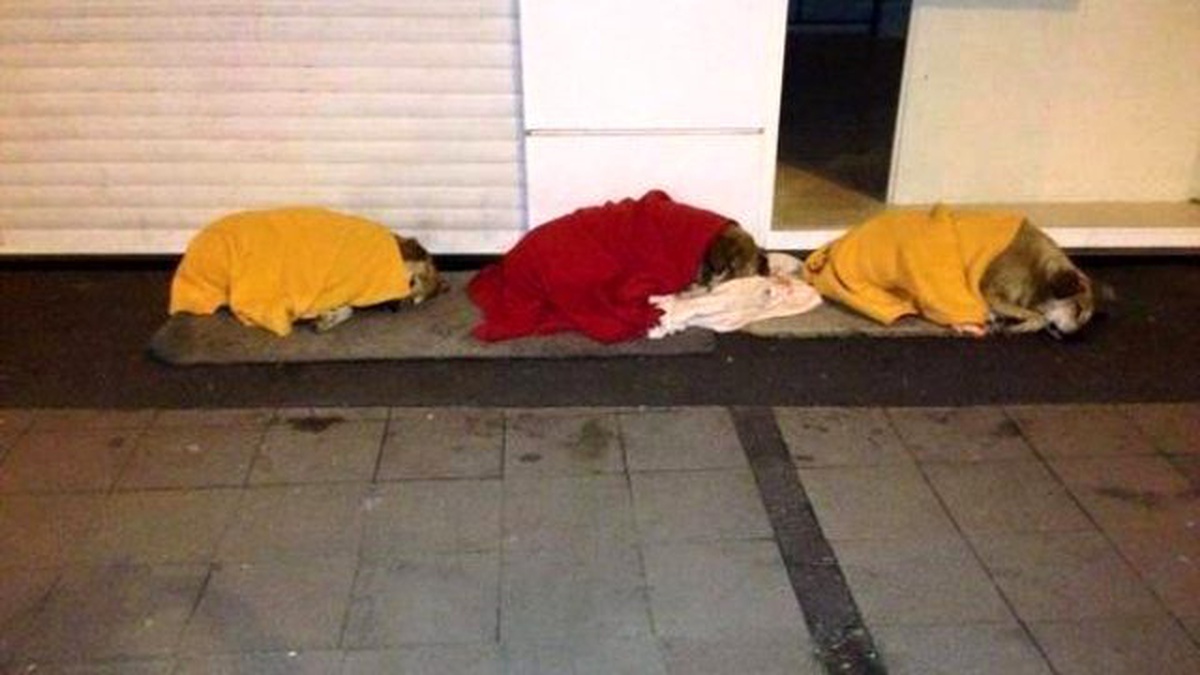 İzmirliler, Üşüyen Sokak Köpeklerinin Üzerini Battaniyeyle Örttü