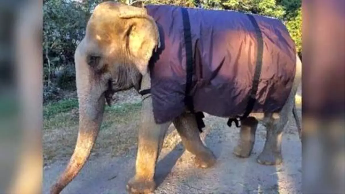 Photos Of Elephants Shivering Around A Fire Prompt Giant Coat Drive