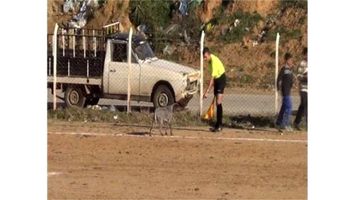 Sahaya Giren Köpek, Maçın Durmasına Neden Oldu