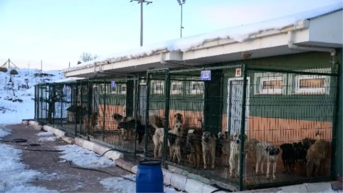 Sokak Hayvanlarına Belediye Şefkati