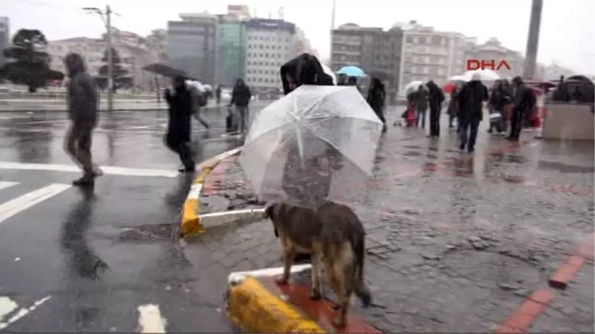 Sokak Köpeğine Şemsiye Tuttu