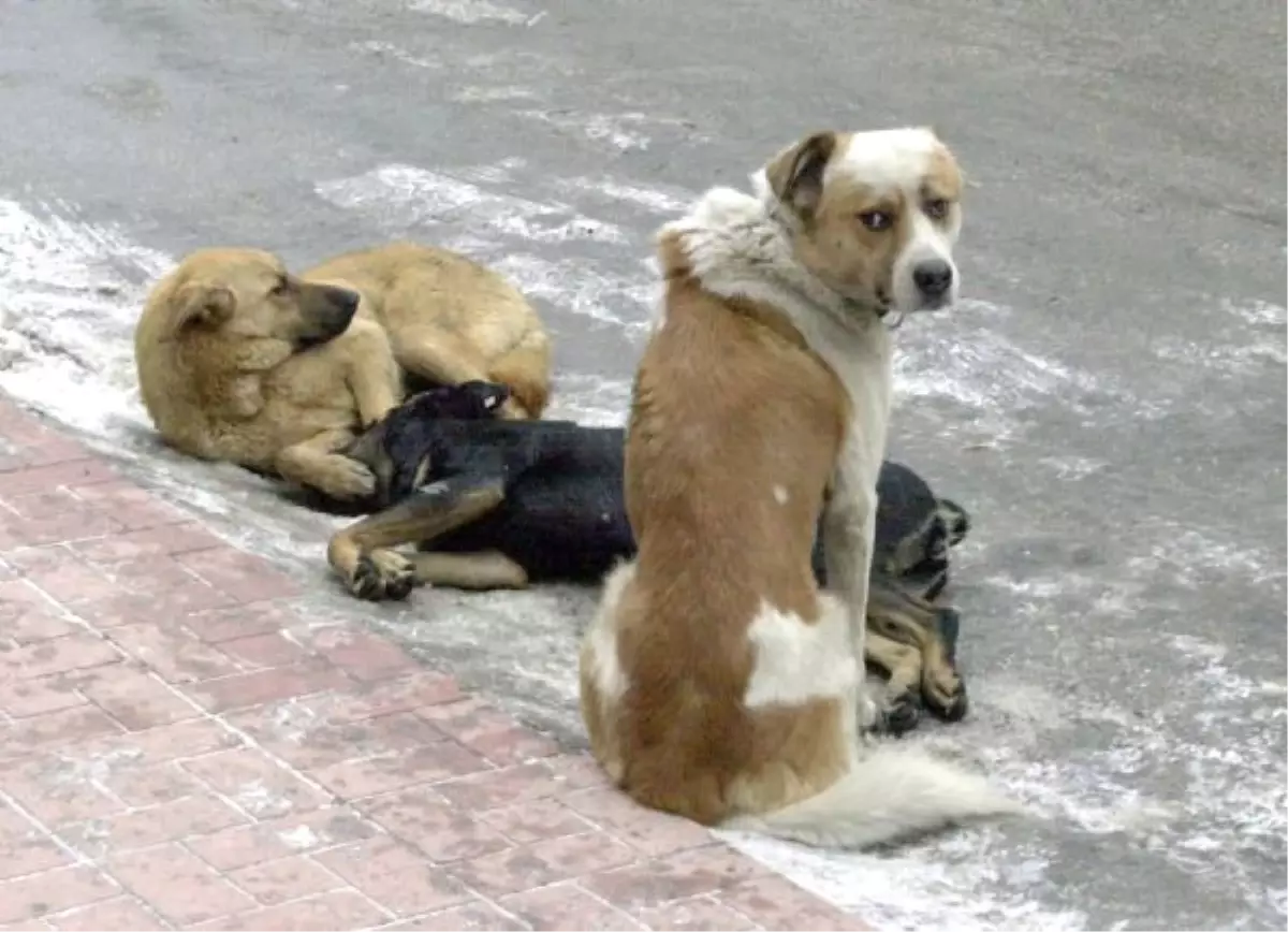 Sokak Köpekleri Üzerinde Deneysel Çalışmalar Yapıldığı İddiası