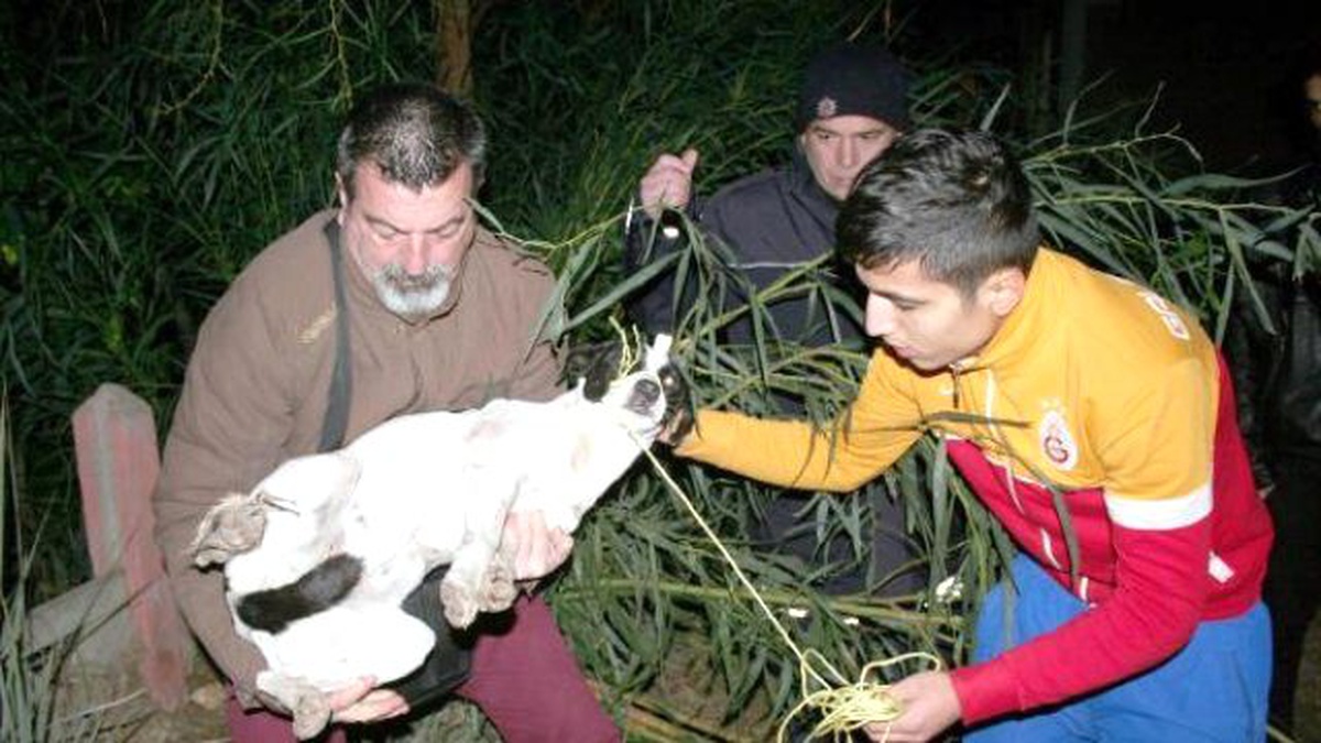 Sokak Köpeklerini Av Tüfeğiyle Yaraladılar