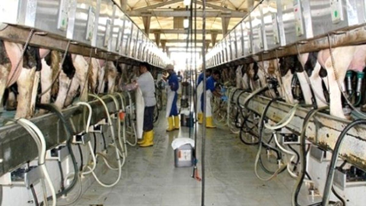 Toplanan İnek Sütü Miktarı Kasımda Azaldı