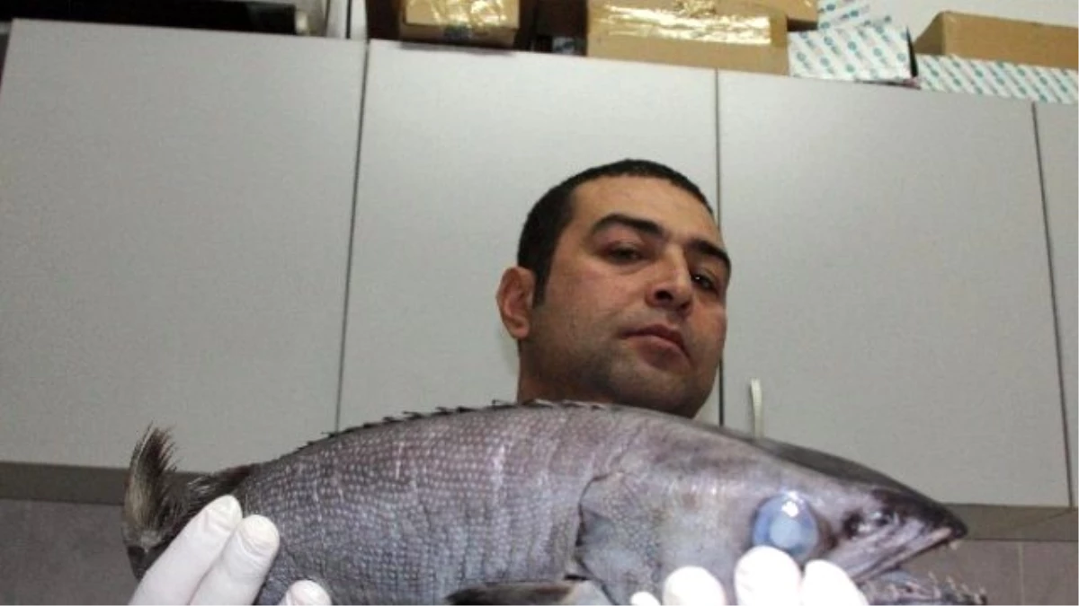 Mersin\'de Zehirli Okyanus Balığı Yakalandı
