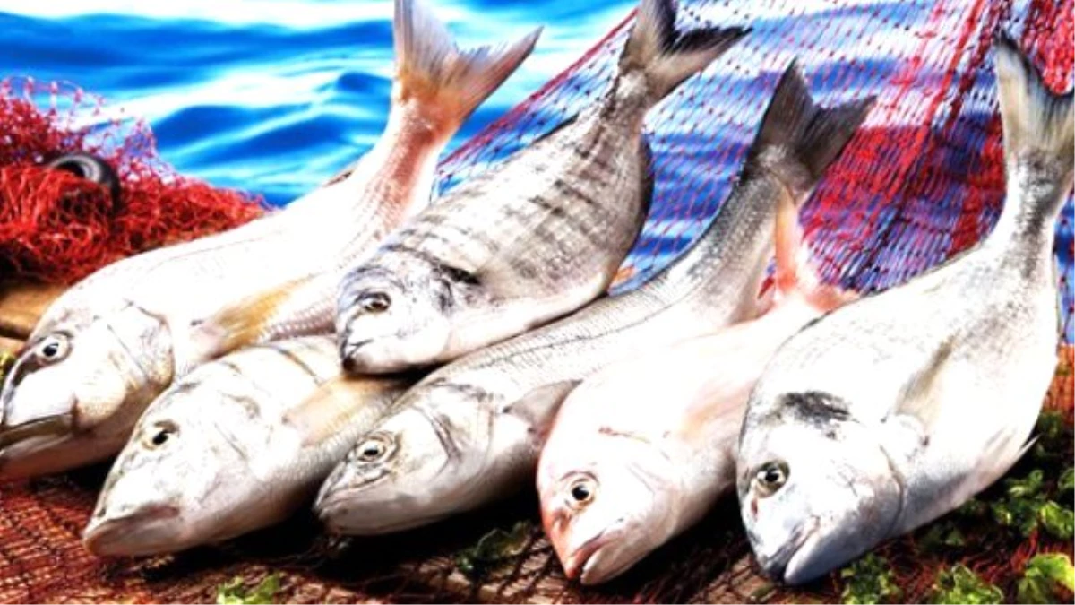 Arap Ülkelerinin Balık İhtiyacını Yozgat Karşılıyor
