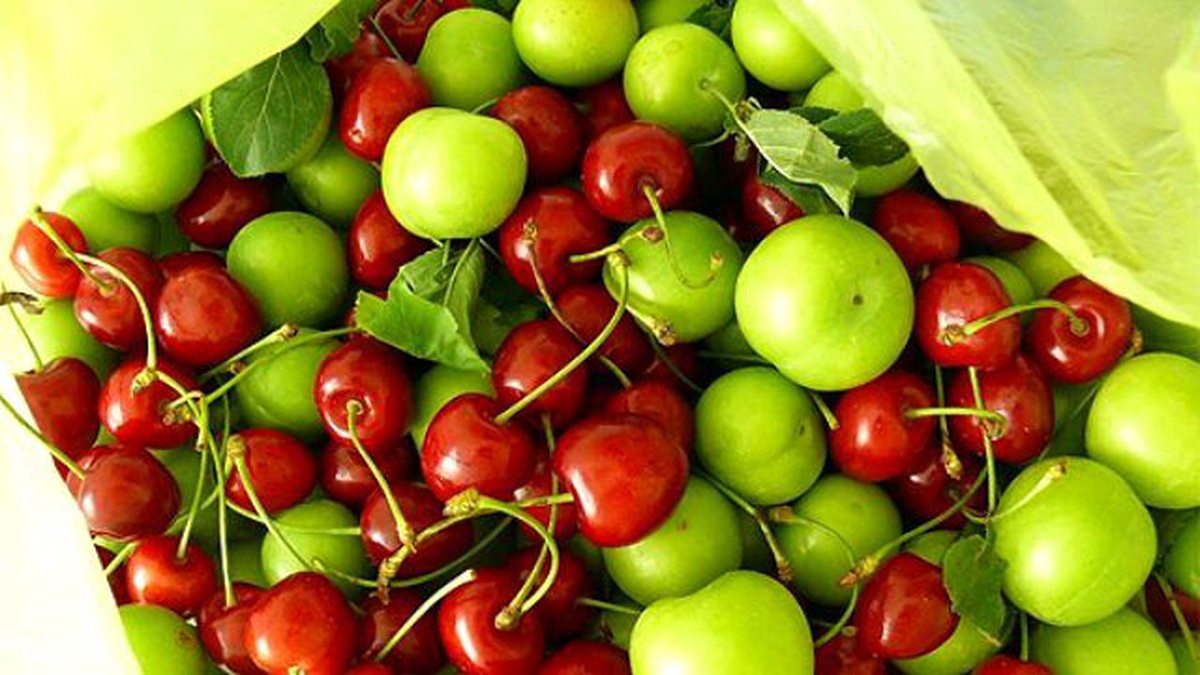 Erik ile Kirazın Fiyatı Cumhuriyet Altını ile Yarışıyor