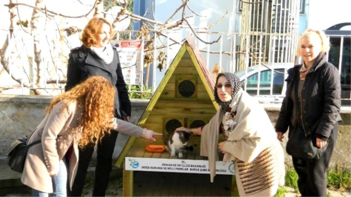 Mudanya\'daki Kediler Villa Tepi Evlerde Kalacak
