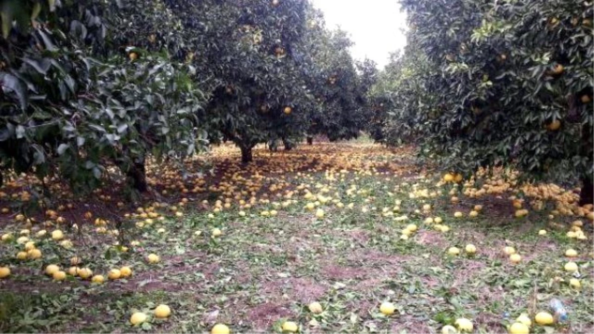 Ortaca Ziraat Odası: Doğal Afet Nedeniyle Çiftçinin Borcu Ertelensin