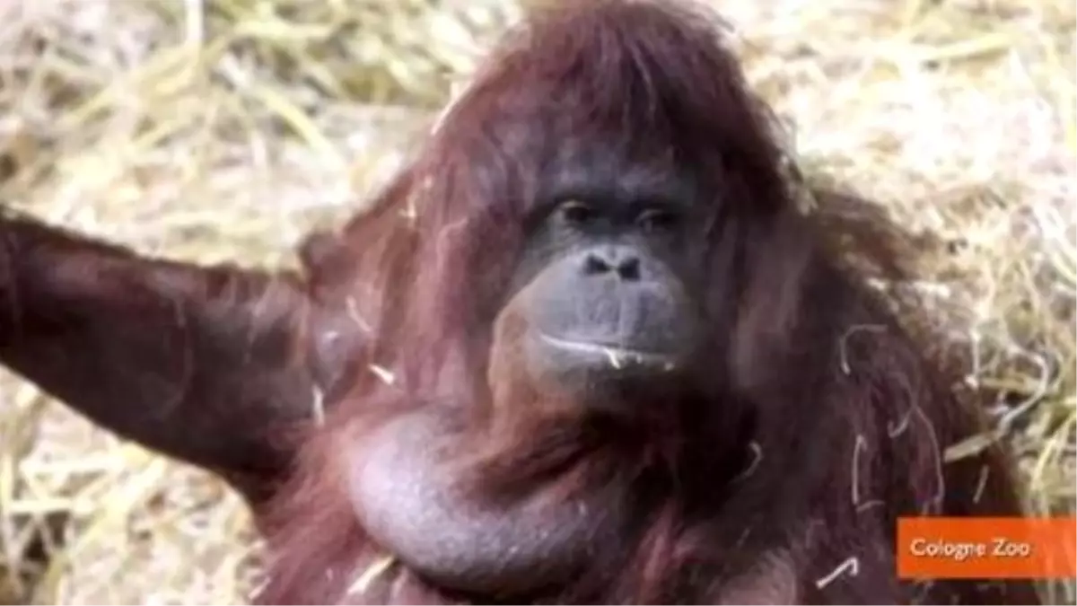 Wild-Born Orangutan Teaches Herself To \'Talk\' Like A Human