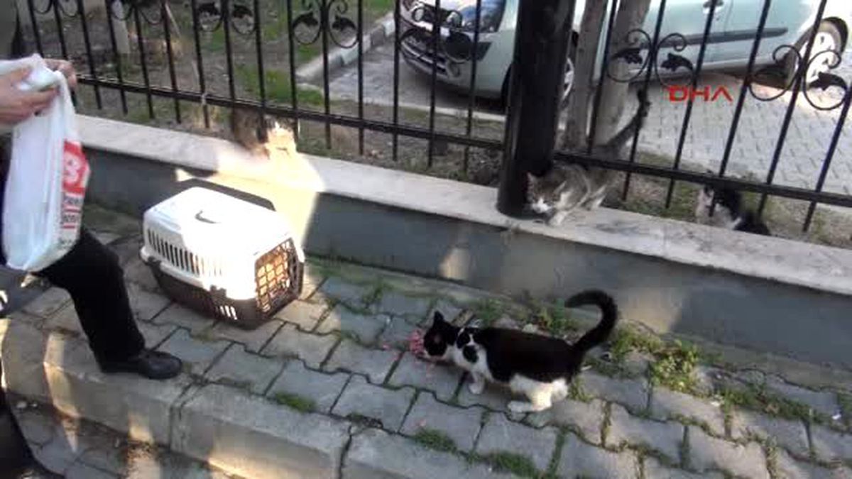 Sokakta Yaşayan Hayvanlara Hayat Oldular
